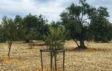 yeni zeytin fidanı nasıl yetiştirilir