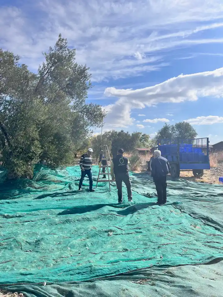 2025 Çardaktepe zeytin hasadı sırasında ekip çalışması