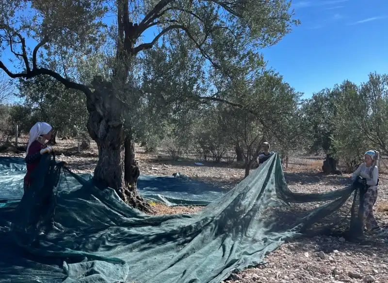 2025 Çardaktepe zeytin hasadı için sergi bezlerinin hazırlanması