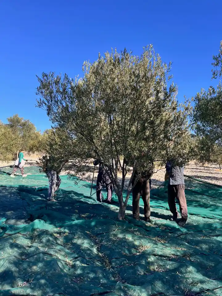 2025 Çardaktepe zeytinliklerinde zeytin hasadı genel görünümü