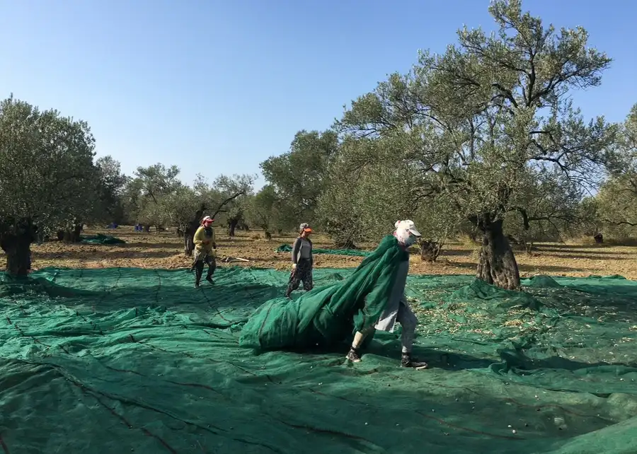 2025 Çardaktepe zeytinliklerinde zeytin hasadı ve sergi bezleri