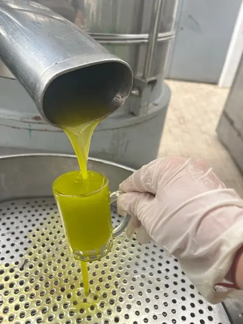 2025 ilk sıkım günü taze zeytinyağı akışı ve zeytin hasadı sonrası ilk yağ
