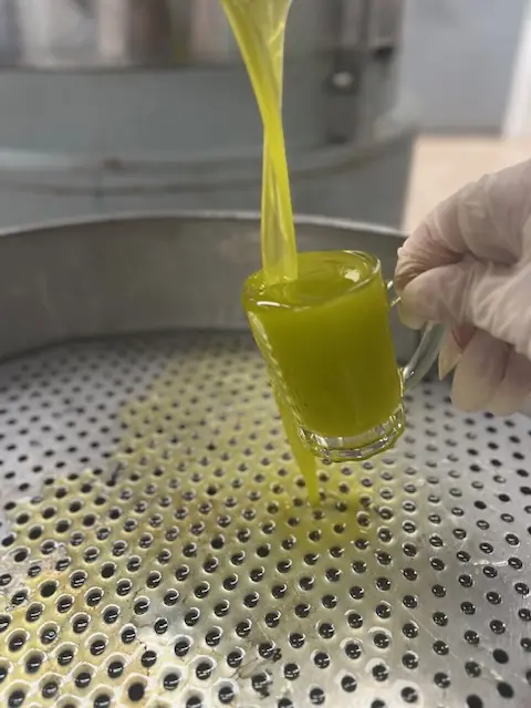 2025 ilk sıkım günü taze zeytinyağı rengi ve ilk yağ kontrolü