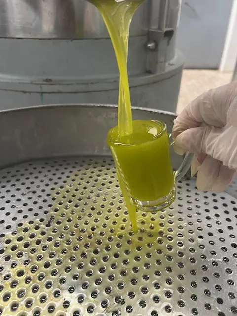 2025 ilk sıkım gününde bardakta yeni sıkım zeytinyağı