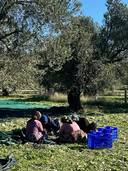 2025 zeytin hasadı sonrası mavi kasalarla zeytin taşıma sistemi