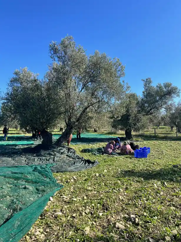 2025 zeytin hasadı sonrası mavi kasalar ve Ayvada ekip çalışması