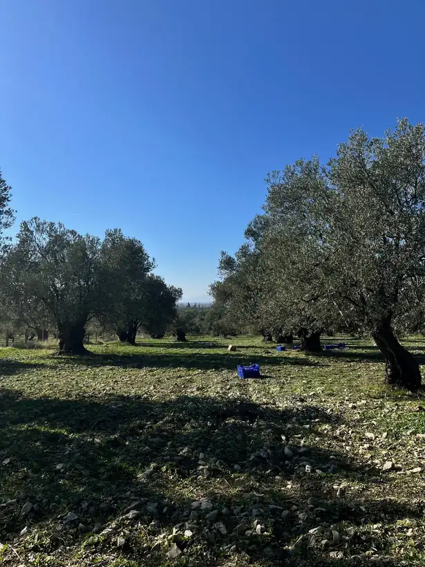 2025 zeytin hasadı sonrası ekip zeytinleri kasalara hazırlıyor