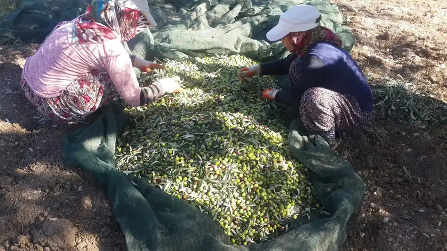 Ayvada duble sele siyah zeytin 2000 cc için Ayvalık zeytin hasadı