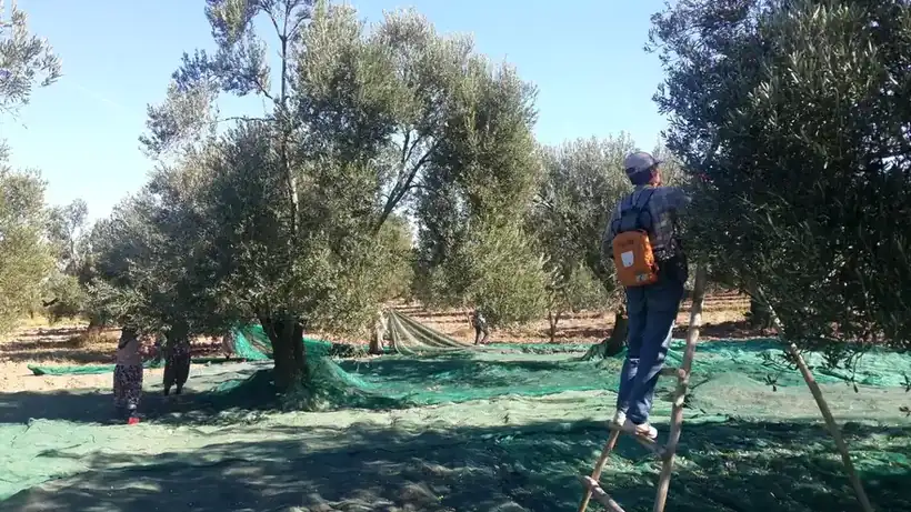 Ayvada Ayvalık zeytinliklerinde zeytin hasadı