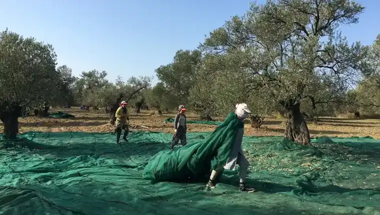 5 litre zeytinyağı seçimi için Ayvada Çardaktepe zeytinliğinde gerçek hasat hazırlığı