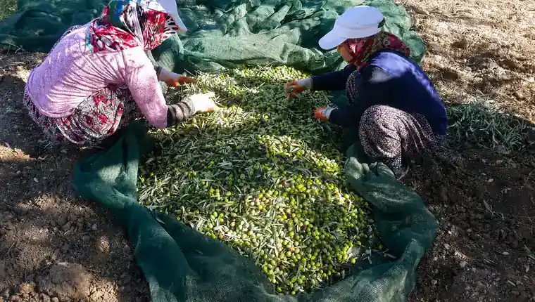 2025 Çardaktepe Zeytin Hasadı