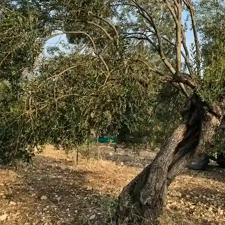 Zeytin Hasadı ve Ayvada Hasat Defteri