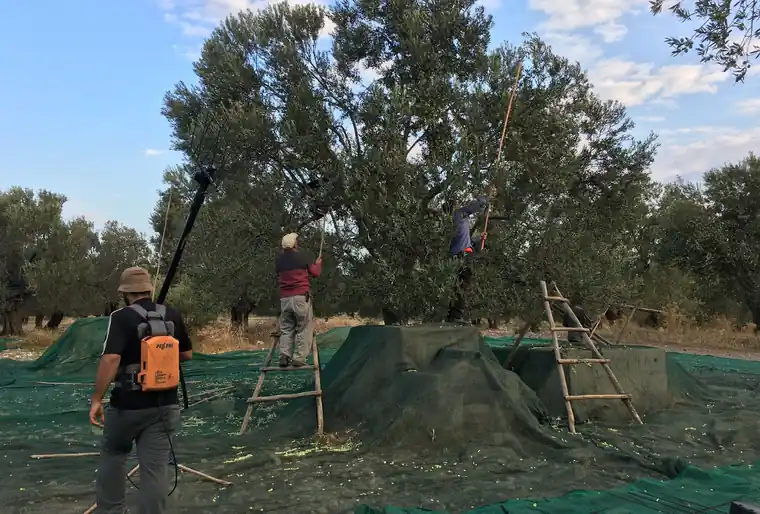 Acı biber sarımsak çeşnili zeytinyağı için Ayvada erken hasat zeytin sergi bezi