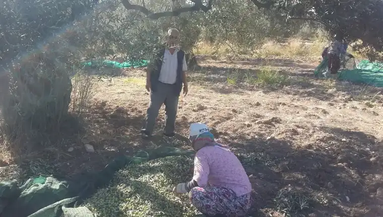 Natürel birinci zeytinyağı filtresiz üretiminde Ayvada ailesinin gerçek hasat kontrolü