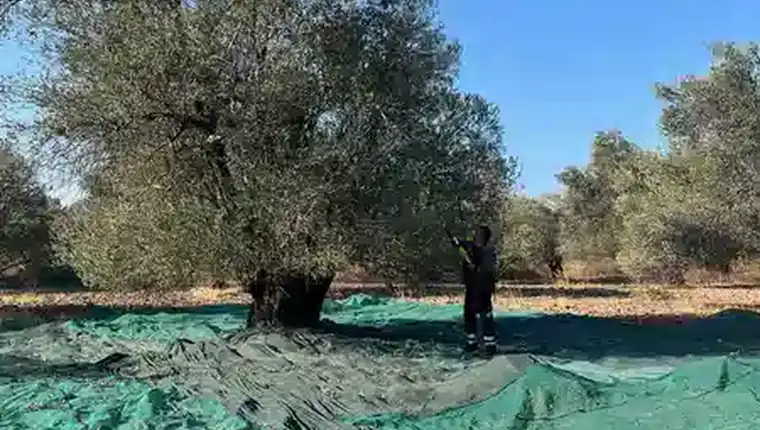 Natürel birinci zeytinyağı filtresiz üretimin kaynağı olan farklı Ayvada zeytinlik kadrajı