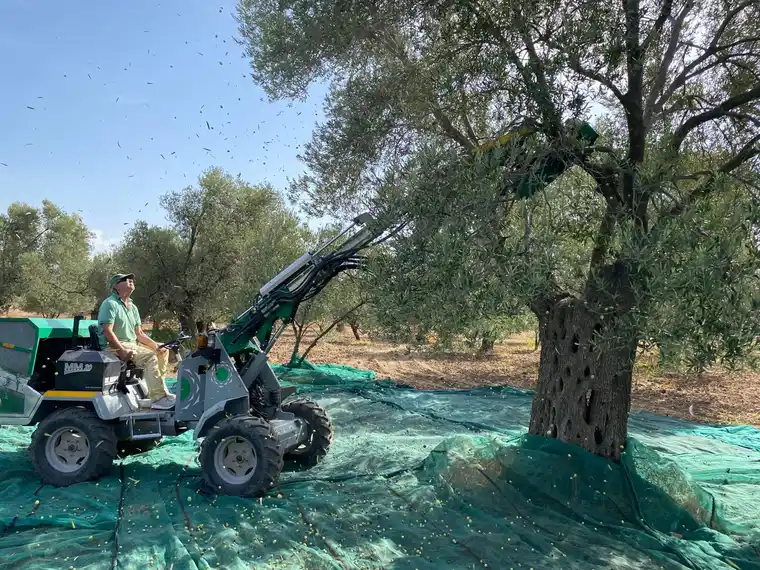 Ayvada zeytin hasadı sırasında dal sarsıcı makine ve Ayvalık zeytin ağacı