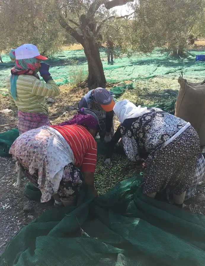 Ayvada zeytin hasadı sırasında kadın emeğiyle zeytinlerin toplanması