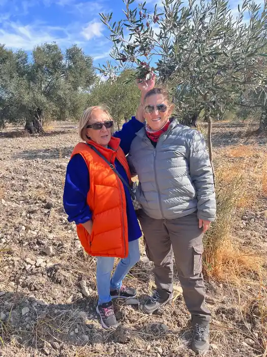 Ayvada zeytin hasadı ve kadınların koruduğu aile zeytinlikleri