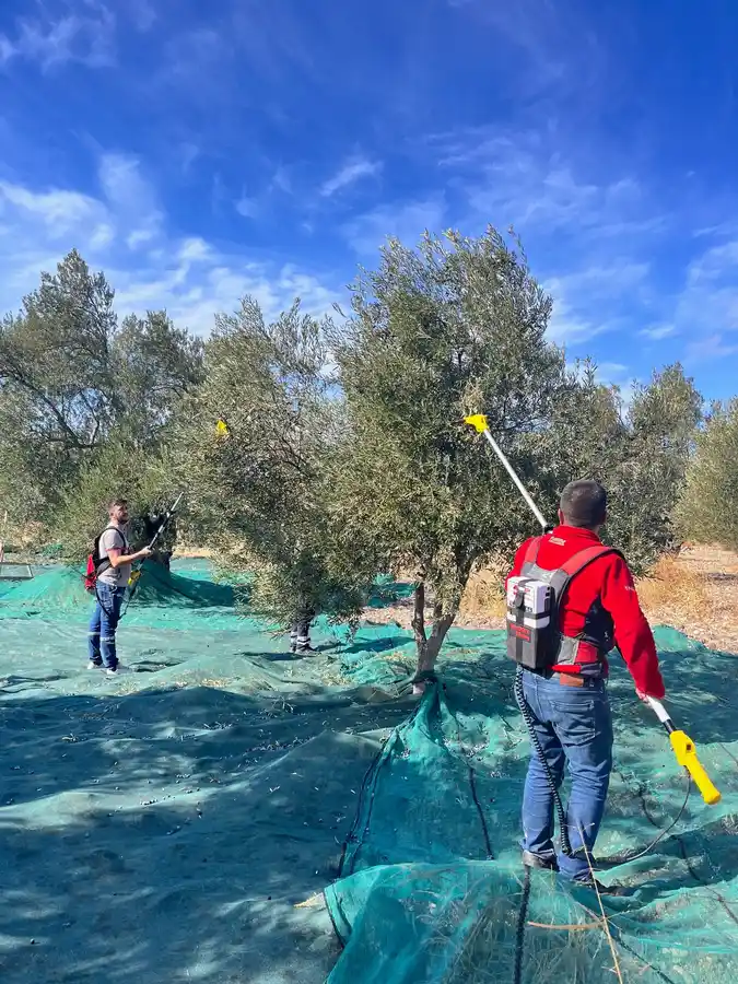 Ayvada zeytin hasadı sırasında sırıklı ekip çalışması