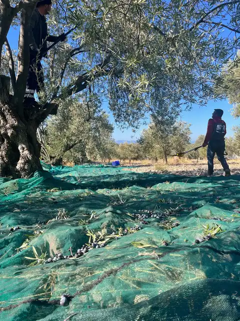 Ayvada zeytin hasadı sonrası sergi bezleri üzerinde toplanan zeytinler