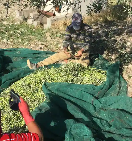 Acı biber sarımsak çeşnili zeytinyağı için kullanılan Ayvada zeytinyağının hasat sonrası zeytinleri