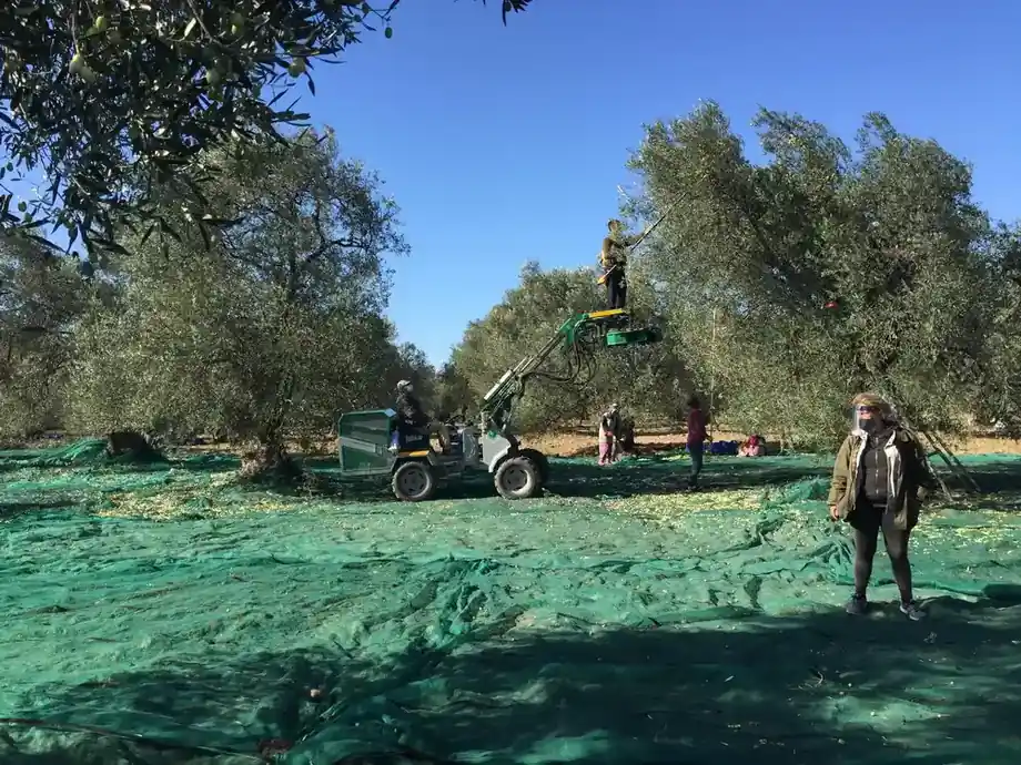 Ayvada soğuk sıkım natürel sızma zeytinyağı için Ayvalık zeytinliğinde gerçek hasat süreci