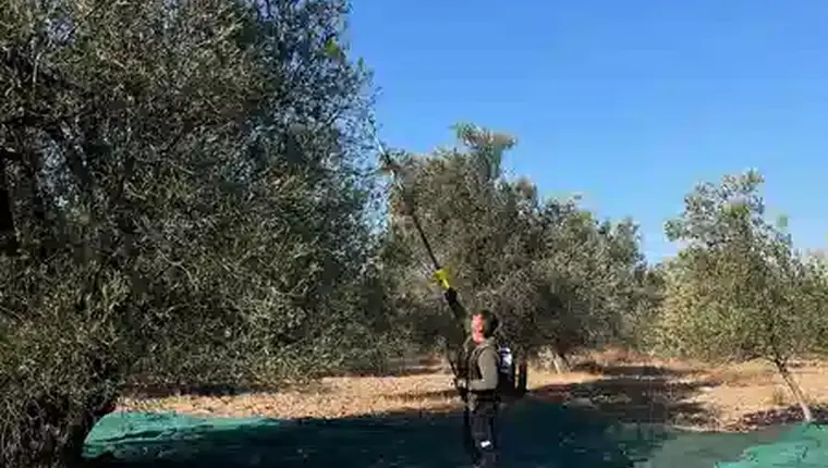Kızartma için zeytinyağı seçiminde Ayvada'nın gerçek Ayvalık zeytin hasadı
