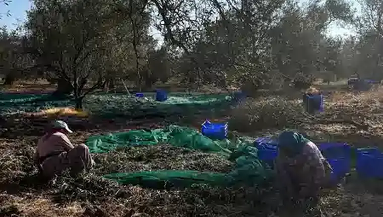 Kızartma için zeytinyağı üretiminde Ayvada zeytinlerinin gerçek ayıklama süreci