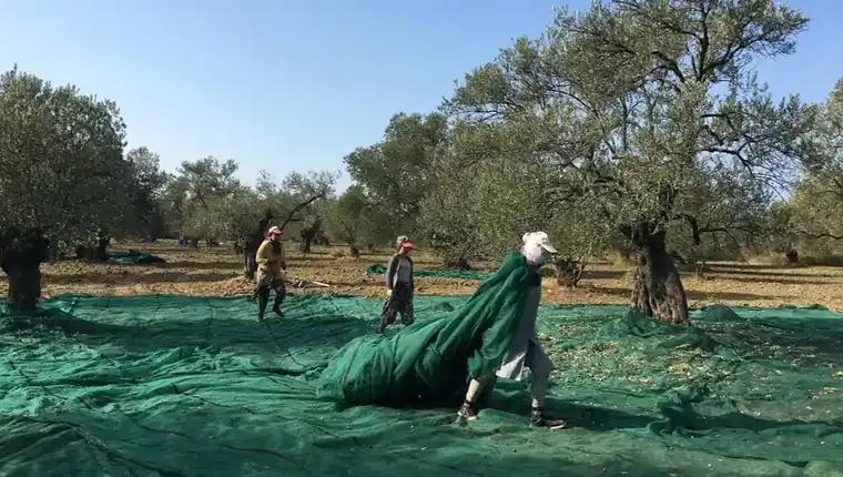 Natürel birinci mi riviera mı karşılaştırmasında Ayvada'nın gerçek Ayvalık zeytin hasadı