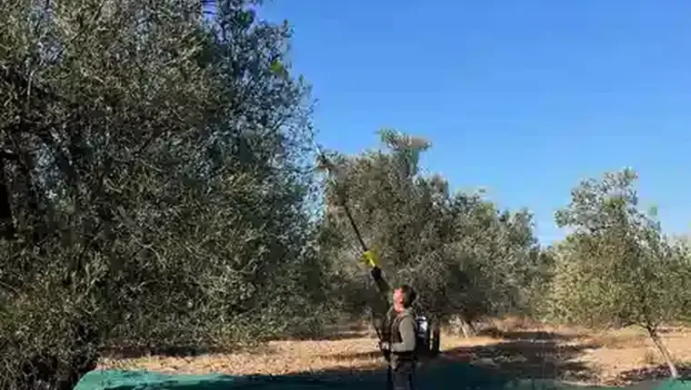 Ayvada zeytinliğinde yemeklik zeytinyağı 5 L için Ayvalık zeytini hasadı