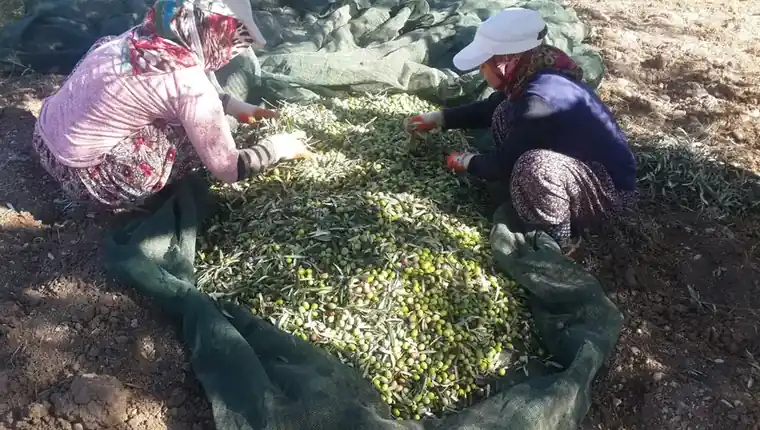 Ayvada gerçek hasadında zeytin ayıklama ve 5 litre zeytinyağı seçimi süreci