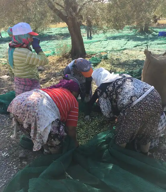 Acı biber sarımsak çeşnili zeytinyağı için Ayvada zeytin hasadı ve ayıklama süreci