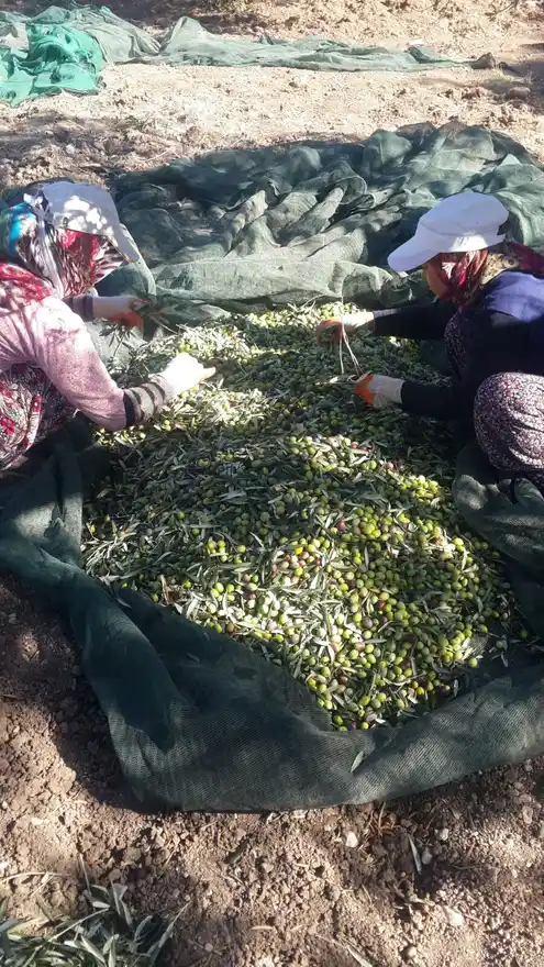 Ayvada Ayvalık erken hasat soğuk sıkım natürel sızma zeytinyağı 180 ml için gerçek hasat süreci