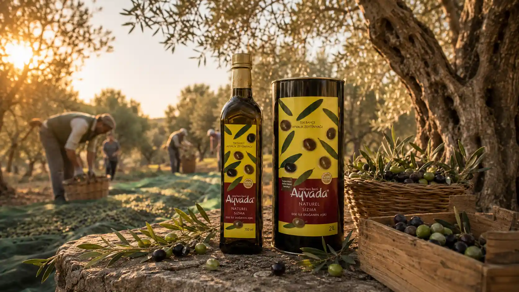 Ayvada aile zeytinliklerinde gerçek zeytin hasadı ve bahçeden üretim süreci