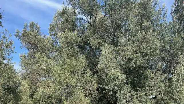 Ayvalık çeşidi zeytin dalında dengeli yağ karakteri anlatımı