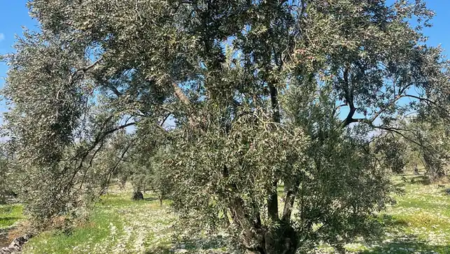 Ayvada zeytinliklerinde hasattan sıkıma uzanan izlenebilir üretim süreci