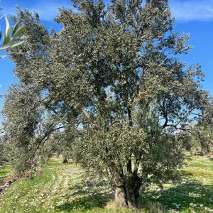 İzlenebilir zeytinyağı için Ayvada bahçe, hasat ve ürün takip görseli