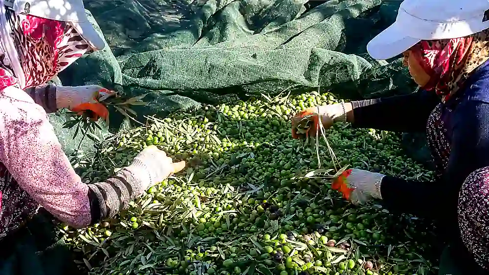 Ayvada ilk mahsul erken hasat natürel sızma zeytinyağı için Çardaktepe zeytin seçimi