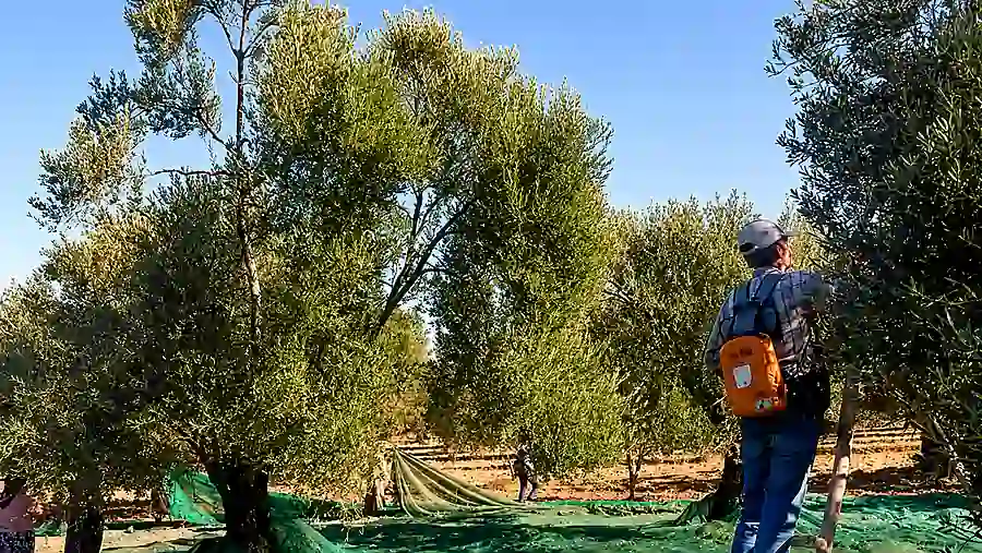 Ayvada Çardaktepe zeytinliğinde erken hasat natürel sızma zeytinyağı hasadı
