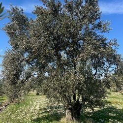 Tek Bahçe Zeytinyağı Nedir? Neden Daha Değerli? 