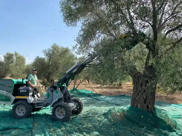 2025 Dal Sarsıcı Makine ile Zeytin Hasadı