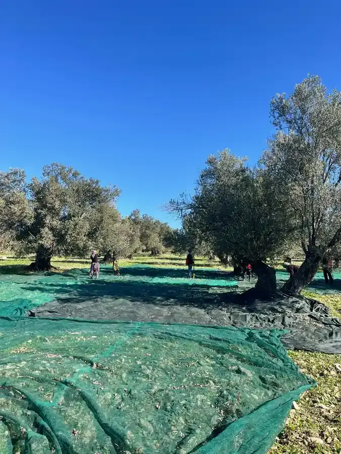 Yeni Sezon Erken Hasat Zeytinyağı Ne Zaman Alınmalı?