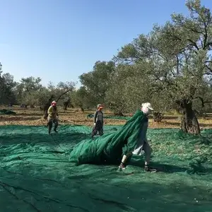 Kızartma İçin Zeytinyağı Seçimi: Hangisi Daha Uygun?