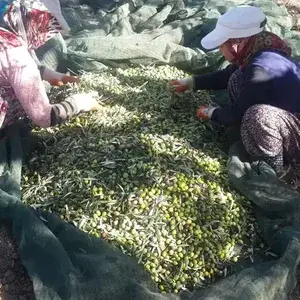 Natürel Birinci Zeytinyağı Filtresiz Olur mu?
