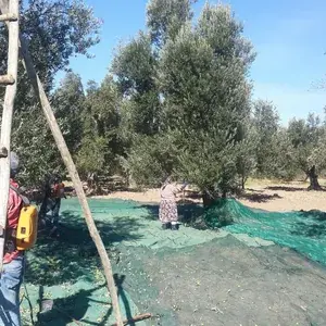 Kahvaltıdan Sıcak Yemeğe İki Farklı Zeytinyağı 