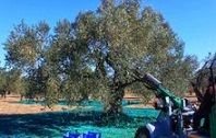 Zeytin Hasadı Nasıl Yapılır? Zeytin Nasıl Toplanır?